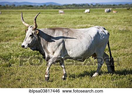 Stock Photograph - "Maremma cattle, Natural Park of Maremma, in Alberese, Grosseto, Tuscany Province, Italy, Europe". Fotosearch