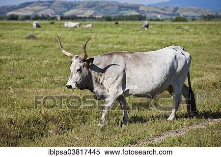 Stock Photography - "Maremma cattle, Natural Park of Maremma, in Alberese, Grosseto, Tuscany Province, Italy, Europe". Fotosearch