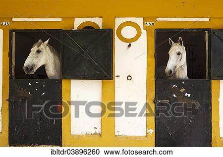"Mares in their box stalls during the Feria del Caballo Horse Fair, Jerez de la Frontera, Cadiz province, Andalusia, Spain, Europe" View Large Photo Image Stock Image - "Mares in their box stalls during the Feria del Caballo Horse Fair, Jerez de la Frontera, Cadiz province, Andalusia, Spain, Europe". Fotosearch