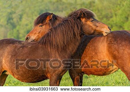"Mares nibbling each other's back on the pasture, Hesse, Germany, Europe" View Large Photo Image Stock Image - "Mares nibbling each other's back on the pasture, Hesse, Germany, Europe". Fotosearch