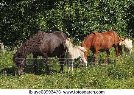 "Mares with foals, Icelandic horses" View Large Photo Image Stock Image - "Mares with foals, Icelandic horses". Fotosearch