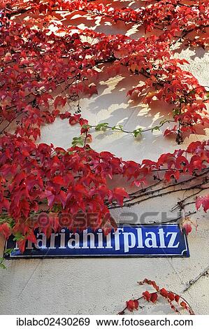 "Mariahilfplatz street sign with Japanese creeper, Boston ivy (Parthenocissus tricuspidata), Munich, Bavaria, Germany, Europe" View Large Photo Image Stock Photo - "Mariahilfplatz street sign with Japanese creeper, Boston ivy (Parthenocissus tricuspidata), Munich, Bavaria, Germany, Europe". Fotosearch