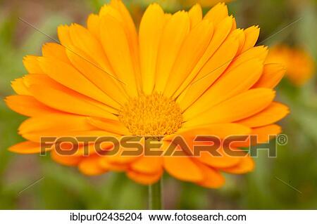 "Marigold (Calendula officinalis) flower, Saxony, Germany, Europe" View Large Photo Image Picture - "Marigold (Calendula officinalis) flower, Saxony, Germany, Europe". Fotosearch