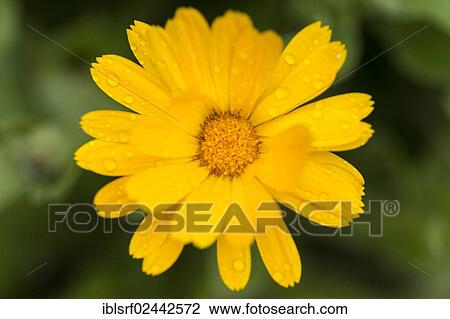 Stock Image - "Marigold (Calendula officinalis), flower, Hesse, Germany, Europe". Fotosearch