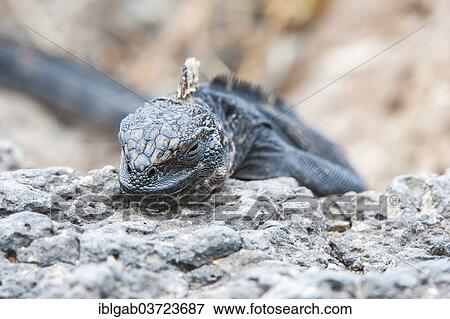 "Marine Iguana (Amblyrhynchus cristatus hassi), South Plaza Island, Galapagos Islands, Ecuador, South America" View Large Photo Image Stock Photo - "Marine Iguana (Amblyrhynchus cristatus hassi), South Plaza Island, Galapagos Islands, Ecuador, South America". Fotosearch