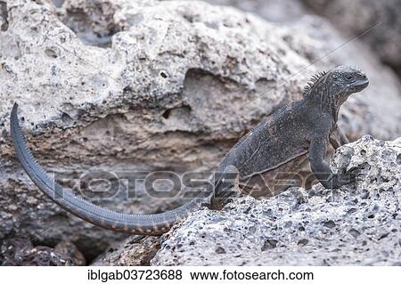 "Marine Iguana (Amblyrhynchus cristatus hassi), South Plaza Island, Galapagos Islands, Ecuador, South America" View Large Photo Image Stock Photo - "Marine Iguana (Amblyrhynchus cristatus hassi), South Plaza Island, Galapagos Islands, Ecuador, South America". Fotosearch