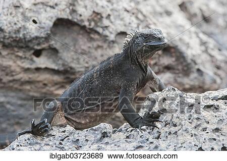 Stock Photo - "Marine Iguana (Amblyrhynchus cristatus hassi), Galapagos Islands, Ecuador, South America". Fotosearch