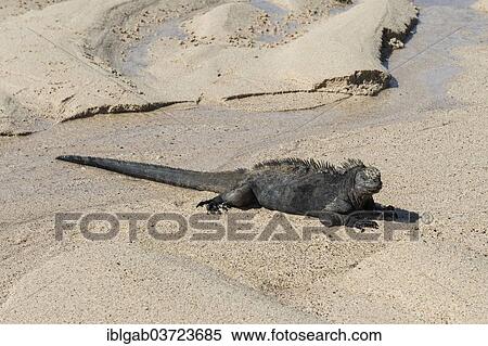 "Marine Iguana (Amblyrhynchus cristatus hassi), Santa Cruz Island, Galapagos Islands, Ecuador, South America" View Large Photo Image Stock Photography - "Marine Iguana (Amblyrhynchus cristatus hassi), Santa Cruz Island, Galapagos Islands, Ecuador, South America". Fotosearch