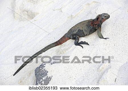 "Marine Iguana (Amblyrhynchus cristatus), subspecies of Espanola Island, Galapagos Island, UNESCO World Natural Heritage Site, Ecuador, South America" View Large Photo Image Stock Image - "Marine Iguana (Amblyrhynchus cristatus), subspecies of Espanola Island, Galapagos Island, UNESCO World Natural Heritage Site, Ecuador, South America". Fotosearch