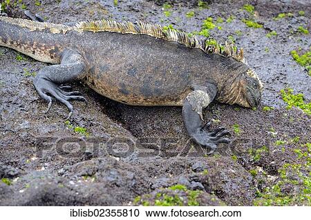Stock Image - "Marine Iguana (Amblyrhynchus cristatus), subspecies of Isabela Island, feeding on seaweed on lava rocks, Puerto Villamil, Galapagos Islands, UNESCO World Heritage Site, Ecuador, South America". Fotosearch