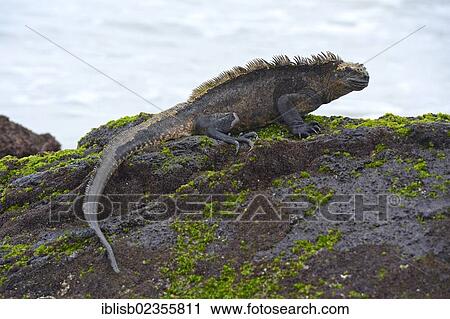 Stock Image - "Marine Iguana (Amblyrhynchus cristatus), subspecies of Isabela Island, Puerto Villamil, Galapagos Islands, UNESCO World Heritage Site, Ecuador, South America". Fotosearch