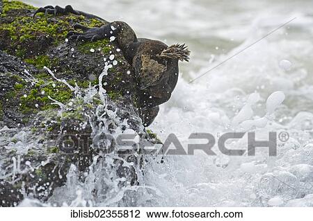 "Marine Iguana (Amblyrhynchus cristatus), subspecies of Isabela Island, feeding on seaweed on lava rocks, Puerto Villamil, Galapagos, UNESCO World Heritage Site, Ecuador, South America" View Large Photo Image Stock Image - "Marine Iguana (Amblyrhynchus cristatus), subspecies of Isabela Island, feeding on seaweed on lava rocks, Puerto Villamil, Galapagos, UNESCO World Heritage Site, Ecuador, South America". Fotosearch
