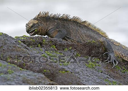 "Marine Iguana (Amblyrhynchus cristatus), subspecies of Isabela Island, feeding on seaweed on lava rocks, Puerto Villamil, Galapagos, UNESCO World Heritage Site, Ecuador, South America" View Large Photo Image Stock Image - "Marine Iguana (Amblyrhynchus cristatus), subspecies of Isabela Island, feeding on seaweed on lava rocks, Puerto Villamil, Galapagos, UNESCO World Heritage Site, Ecuador, South America". Fotosearch