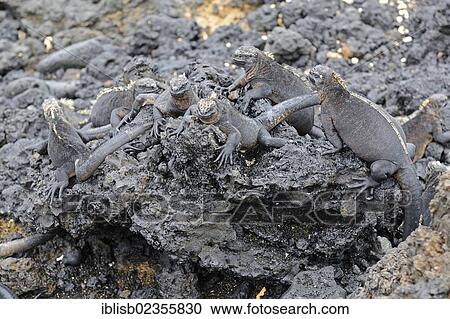 "Marine Iguana (Amblyrhynchus cristatus), subspecies of Isabela Island, Puerto Villamil, Galapagos Islands, UNESCO World Heritage Site, Ecuador, South America" View Large Photo Image Stock Image - "Marine Iguana (Amblyrhynchus cristatus), subspecies of Isabela Island, Puerto Villamil, Galapagos Islands, UNESCO World Heritage Site, Ecuador, South America". Fotosearch