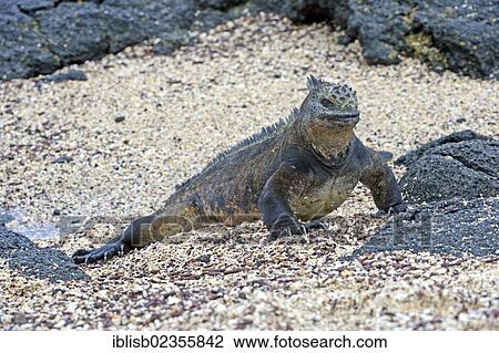 "Marine Iguana (Amblyrhynchus cristatus), subspecies of Isabela Island, Puerto Villamil, Galapagos Islands, UNESCO World Heritage Site, Ecuador, South America" View Large Photo Image Stock Image - "Marine Iguana (Amblyrhynchus cristatus), subspecies of Isabela Island, Puerto Villamil, Galapagos Islands, UNESCO World Heritage Site, Ecuador, South America". Fotosearch