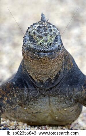 "Marine Iguana (Amblyrhynchus cristatus), subspecies of Isabela Island, Puerto Villamil, Galapagos Islands, UNESCO World Heritage Site, Ecuador, South America" View Large Photo Image Stock Image - "Marine Iguana (Amblyrhynchus cristatus), subspecies of Isabela Island, Puerto Villamil, Galapagos Islands, UNESCO World Heritage Site, Ecuador, South America". Fotosearch
