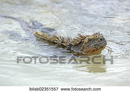 "Marine Iguana (Amblyrhynchus cristatus), subspecies from Isabela Island, swimming, Puerto Villamil, Galapagos, UNESCO World Natural Heritage Site, Ecuador, South America" View Large Photo Image Stock Photo - "Marine Iguana (Amblyrhynchus cristatus), subspecies from Isabela Island, swimming, Puerto Villamil, Galapagos, UNESCO World Natural Heritage Site, Ecuador, South America". Fotosearch