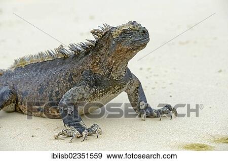 Stock Photo - "Marine Iguana (Amblyrhynchus cristatus), subspecies from Isabela Island, on a beach, Puerto Villamil, Galapagos, UNESCO World Natural Heritage Site, Ecuador, South America". Fotosearch