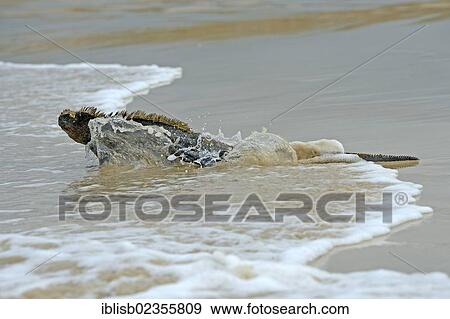 "Marine Iguana (Amblyrhynchus cristatus), subspecies of Isabela Island, washed by the surf, Puerto Villamil, Galapagos Islands, UNESCO World Heritage Site, Ecuador, South America" View Large Photo Image Stock Photo - "Marine Iguana (Amblyrhynchus cristatus), subspecies of Isabela Island, washed by the surf, Puerto Villamil, Galapagos Islands, UNESCO World Heritage Site, Ecuador, South America". Fotosearch