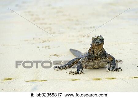 "Marine Iguana (Amblyrhynchus cristatus), subspecies of Isabela Island, on the beach with footprints, Puerto Villamil, Galapagos, UNESCO World Heritage Site, Ecuador, South America" View Large Photo Image Stock Photo - "Marine Iguana (Amblyrhynchus cristatus), subspecies of Isabela Island, on the beach with footprints, Puerto Villamil, Galapagos, UNESCO World Heritage Site, Ecuador, South America". Fotosearch