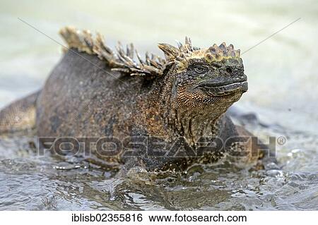"Marine Iguana (Amblyrhynchus cristatus), subspecies of Isabela Island, lying in surf, Puerto Villamil, Galapagos, UNESCO World Heritage Site, Ecuador, South America" View Large Photo Image Stock Photograph - "Marine Iguana (Amblyrhynchus cristatus), subspecies of Isabela Island, lying in surf, Puerto Villamil, Galapagos, UNESCO World Heritage Site, Ecuador, South America". Fotosearch