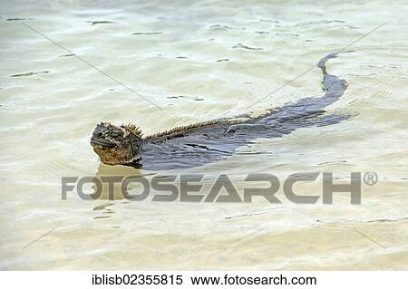 "Marine Iguana (Amblyrhynchus cristatus), subspecies of Isabela Island, swimming, Puerto Villamil, Galapagos, UNESCO World Heritage Site, Ecuador, South America" View Large Photo Image Stock Photography - "Marine Iguana (Amblyrhynchus cristatus), subspecies of Isabela Island, swimming, Puerto Villamil, Galapagos, UNESCO World Heritage Site, Ecuador, South America". Fotosearch
