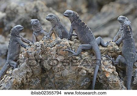 Picture - "Marine Iguanas (Amblyrhynchus cristatus), subspecies of Isabela Island, Puerto Villamil, Galapagos Islands, UNESCO World Heritage Site, Ecuador, South America". Fotosearch