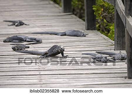 "Marine Iguanas (Amblyrhynchus cristatus), subspecies of Isabela Island, blocking a boardwalk, Puerto Villamil, Galapagos Islands, UNESCO World Heritage Site, Ecuador, South America" View Large Photo Image Stock Photo - "Marine Iguanas (Amblyrhynchus cristatus), subspecies of Isabela Island, blocking a boardwalk, Puerto Villamil, Galapagos Islands, UNESCO World Heritage Site, Ecuador, South America". Fotosearch