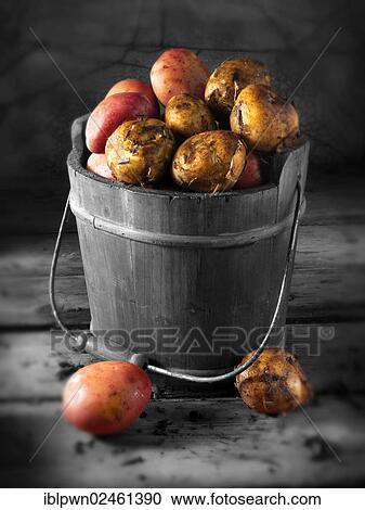 Maris Piper potatoes in a bucket View Large Photo Image Stock Image - Maris Piper potatoes in a bucket. Fotosearch