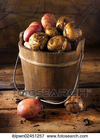 Maris Piper potatoes View Large Photo Image Stock Photo - Maris Piper potatoes. Fotosearch