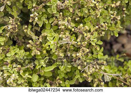 Picture - Marjoram (Origanum majorana). Fotosearch