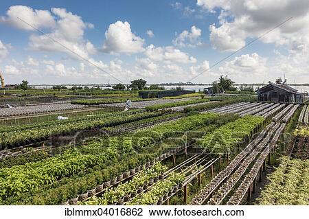Stock Image - "Market garden with floriculture for global sales, Sa dec, Long Xuyen, Mekong Delta, Vietnam, Asia". Fotosearch