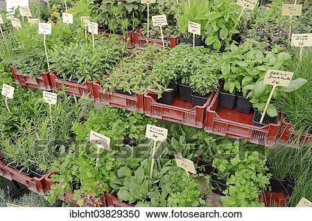 "Market stall with various herbs, Bedoin, Vaucluse, Provence-Alpes-Cote d'Azur, Southern France, France, Europe" View Large Photo Image Stock Image - "Market stall with various herbs, Bedoin, Vaucluse, Provence-Alpes-Cote d'Azur, Southern France, France, Europe". Fotosearch