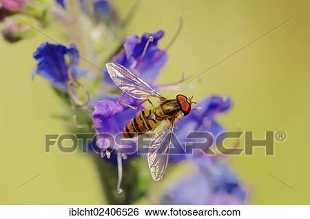 "Marmalade Hoverfly (Episyrphus balteatus), North Rhine-Westphalia, Germany, Europe" View Large Photo Image Stock Photograph - "Marmalade Hoverfly (Episyrphus balteatus), North Rhine-Westphalia, Germany, Europe". Fotosearch