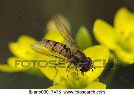 Stock Photography - "Marmalade Hoverfly (Episyrphus balteatus), male, Austria, Europe". Fotosearch