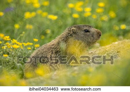 "Marmot (Marmota) in a flower meadow, Arlberg Pass, Tyrol, Austria, Europe" View Large Photo Image Stock Image - "Marmot (Marmota) in a flower meadow, Arlberg Pass, Tyrol, Austria, Europe". Fotosearch
