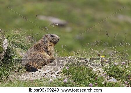 "Marmot (Marmota marmota) sitting in front of his burrow, Zillertal, Tyrolean Unterland, Tyrol, Austria, Europe" View Large Photo Image Stock Photo - "Marmot (Marmota marmota) sitting in front of his burrow, Zillertal, Tyrolean Unterland, Tyrol, Austria, Europe". Fotosearch