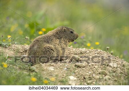 "Marmot (Marmota) outside its burrow, Arlberg Pass, Tyrol, Austria, Europe" View Large Photo Image Stock Photo - "Marmot (Marmota) outside its burrow, Arlberg Pass, Tyrol, Austria, Europe". Fotosearch