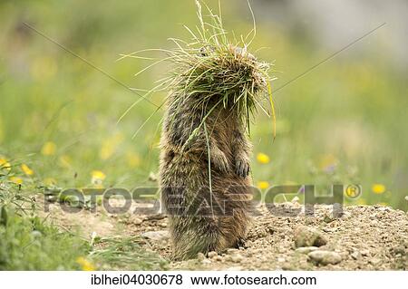 "Marmot (Marmota) with tufts of grass, Arlberg Pass, Tyrol, Austria, Europe" View Large Photo Image Stock Photo - "Marmot (Marmota) with tufts of grass, Arlberg Pass, Tyrol, Austria, Europe". Fotosearch