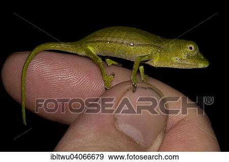 Stock Photo - "Marojejy Chameleon (Calumma marojezense), juvenile, on finger, near the rain forest of Marojejy northeastern Madagascar, Madagascar, Africa". Fotosearch