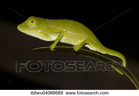 "Marojejy Chameleon (Calumma marojezense), juvenile, on leaf in the rainforest of Marojejy northeastern Madagascar, Madagascar, Africa" View Large Photo Image Stock Photo - "Marojejy Chameleon (Calumma marojezense), juvenile, on leaf in the rainforest of Marojejy northeastern Madagascar, Madagascar, Africa". Fotosearch