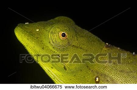 "Marojejy Chameleon (Calumma marojezense) in the rainforest of Marojejy, northeast Madagascar, Madagascar, Africa" View Large Photo Image Stock Photography - "Marojejy Chameleon (Calumma marojezense) in the rainforest of Marojejy, northeast Madagascar, Madagascar, Africa". Fotosearch