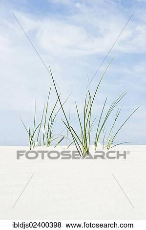 "Marram Grass (Ammophila), Amrum, North Frisian Islands, Schleswig-Holstein, Germany, Europe" View Large Photo Image Stock Photo - "Marram Grass (Ammophila), Amrum, North Frisian Islands, Schleswig-Holstein, Germany, Europe". Fotosearch