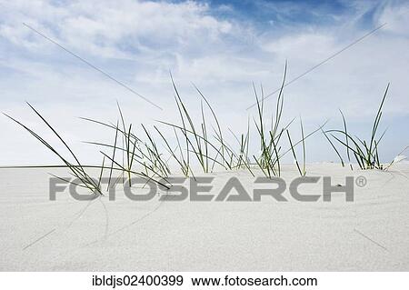 Stock Photo - "Marram Grass (Ammophila), Amrum, North Frisian Islands, Schleswig-Holstein, Germany, Europe". Fotosearch
