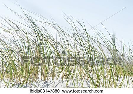 Stock Image - "Marram Grass or Beachgrass (Ammophila), Sylt, Schleswig-Holstein, Germany, Europe". Fotosearch