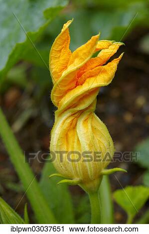 "Marrow flower, flower of a courgette" View Large Photo Image Stock Image - "Marrow flower, flower of a courgette". Fotosearch