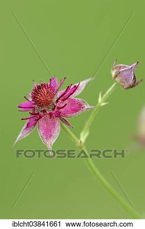 "Marsh Cinquefoil (Potentilla palustris), flower, North Rhine-Westphalia, Germany, Europe" View Large Photo Image Stock Image - "Marsh Cinquefoil (Potentilla palustris), flower, North Rhine-Westphalia, Germany, Europe". Fotosearch