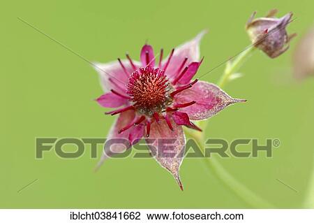"Marsh Cinquefoil (Potentilla palustris), flower, North Rhine-Westphalia, Germany, Europe" View Large Photo Image Stock Image - "Marsh Cinquefoil (Potentilla palustris), flower, North Rhine-Westphalia, Germany, Europe". Fotosearch