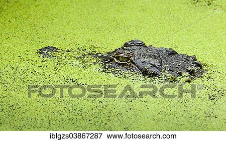 "Marsh Crocodile or Mugger Crocodile (Crocodylus palustris), head covered with Duckweed (Lemna minor), Auckland Zoo, Auckland, North Island, New Zealand, Oceania" View Large Photo Image Stock Photo - "Marsh Crocodile or Mugger Crocodile (Crocodylus palustris), head covered with Duckweed (Lemna minor), Auckland Zoo, Auckland, North Island, New Zealand, Oceania". Fotosearch