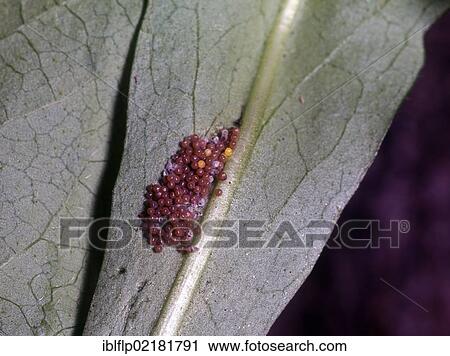 "Marsh Fritillary (Euphydryas aurinia), eggs" View Large Photo Image Stock Image - "Marsh Fritillary (Euphydryas aurinia), eggs". Fotosearch